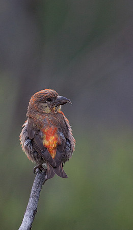 Kawauneeche Crossbill