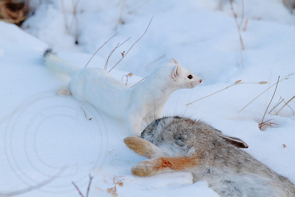 Bunny for Breakfast