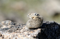 Chipmunks,Ground Squirrels,Marmots, Rabbits,Hares and Pikas