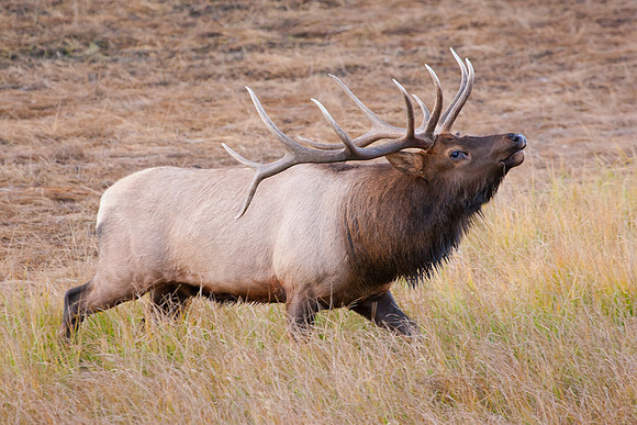 Struttin' the Rut