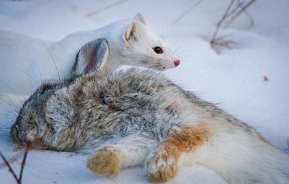 Cottontail Dinner