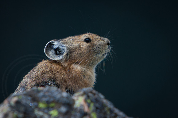 Pika Profile Portrait