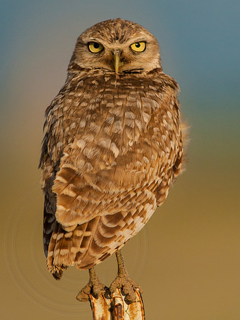 Owl Fly Away if You Stay