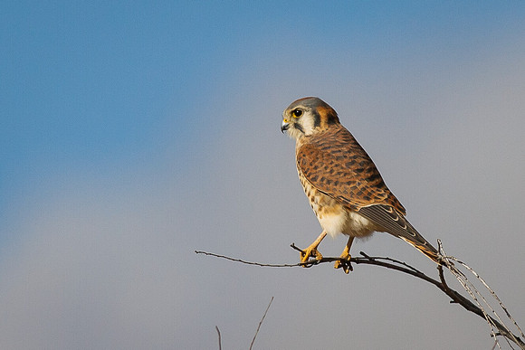 Peaceful Perch