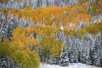 Trees and Forests