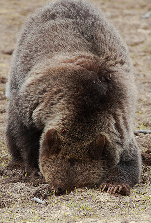 Looking for My Lunch