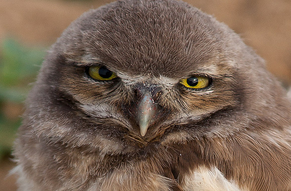 Waking Youngster