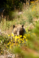 Flora and Fauna