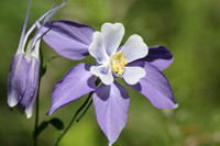 Flora