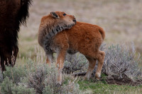 Ungulates